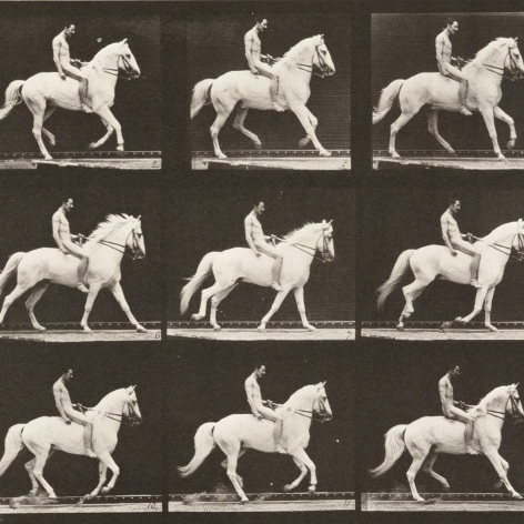 Sequence of black and white images showing the movements of a trotting white horse and nude bareback rider