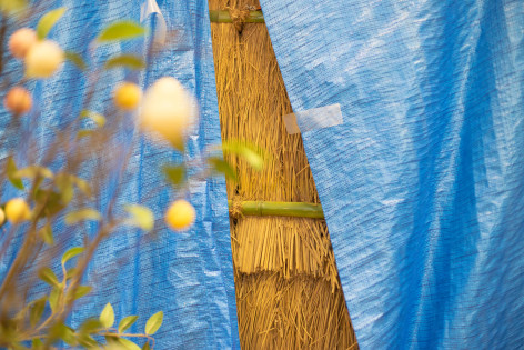 Photograph of a blue trap in front of a cane fence, with a horizontal bamboo support.