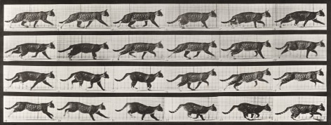 Sequence of black and white photos showing movements of a trotting cat.
