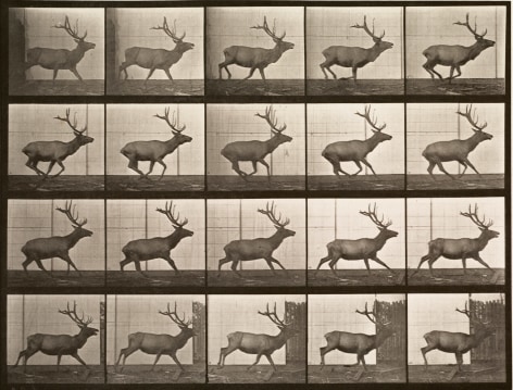 Sequence f black and white photos showing the movements of an elk galloping