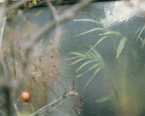 Color photo of out of focus plant life in front of an exterior wall