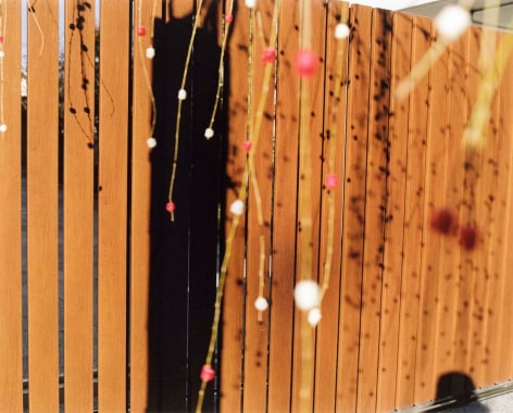 Color photo of a wooden fence with dangling blossoms out of focus in the foreground, casting shadows on the fence
