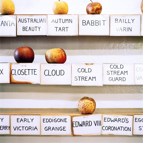 Color photo of rotting apples in a display listing apple types