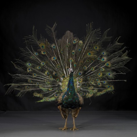 Hero - Peacock No.9