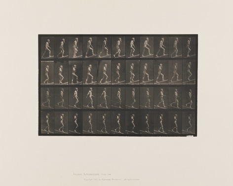 Eadweard Muybridge A: Ascending incline. B: Ascending incline with a 50-lb. dumbbell. C: Descending incline. D: Descending incline with a 50-lb. dumbbell., plate 489 from the series Animal Locomotion, 1887.