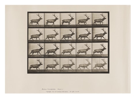 Eadweard Muybridge Elk; trotting, plate 692 from the series Animal Locomotion, 1887.