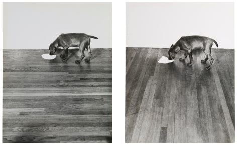 William Wegman,&nbsp;Milk/Floor, 1970.