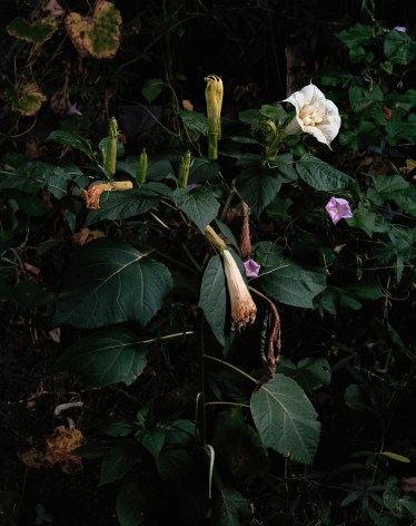 Photograph by Sharon Core from the series Understory of a close-up garden scene with leaves, flowers, and plants.