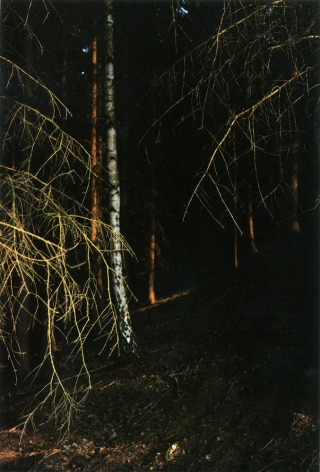 Forest #3, Untitled (Black Light), 2003, 20 x 14 inch&nbsp;chromogenic print