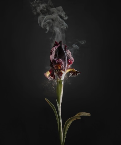 Ori Gersht,&nbsp;Iris Atropurpurea D03, 2018. Archival pigment print, 47 1/4 x 40 3/8 inches.