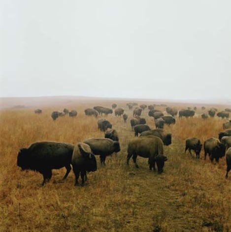 Bison at Maxwell Game Preserve, Roxbury, Kansas, December, 1981,&nbsp;30 x 30&nbsp;or 40 x 40 inch chromogenic print