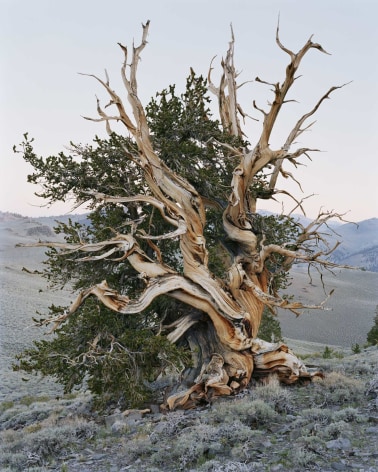 Mitch Epstein,&nbsp;Ancient Bristlecone Pine Forest, California, 2022, from the series&nbsp;Old Growth. Archival pigment print, 45 x 36 inches.
