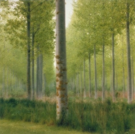 Parc de Jeurre, Morigny-Champigny, France (4-99-2c-2), 1999,&nbsp;19 x 19,&nbsp;28 x 28,&nbsp;or 38 x 38 inch&nbsp;archival pigment print