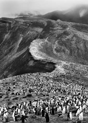 Colony of Chinstrap Penguins, Deception Island, Antartica, from the series Genesis, 2005. 20 x 16, 24 x 20, 35 x 24, 50 x 36 or 68 x 50 inch gelatin silver print