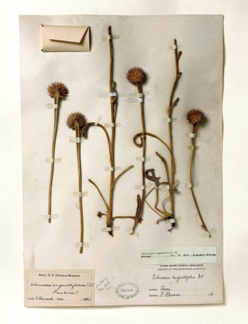 Smithsonian, Echinacea, 1880, 2000. Archival pigment print, 24 x 20 inches.