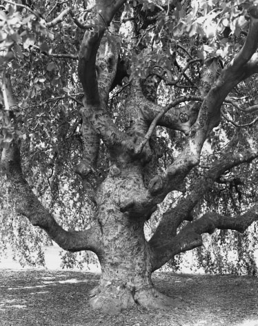 Weeping Beech, Brooklyn Botanic Garden, from the series New York Arbor, 2011. Gelatin silver print, 40 x 30 or 68 x 54 inches.&nbsp;