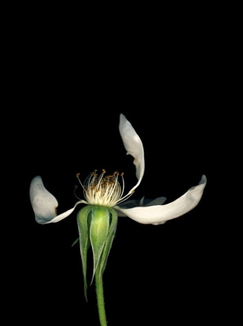 Flowers #9, Untitled (Rosea), 2010, 7 x 10 inch archival pigment print