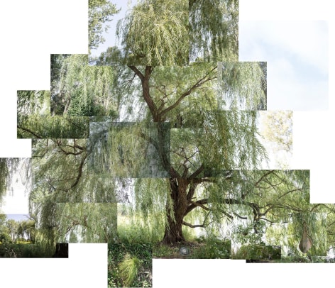 Willow Tree, chicago, Jackson Park,&nbsp;September, 2020, Archival pigment print, 40 x 50 inches.
