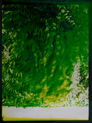 Bryan Graf,&nbsp;Telepathic Jungle #29, 2023, Chromogenic photogram, 63 x 46 inches.