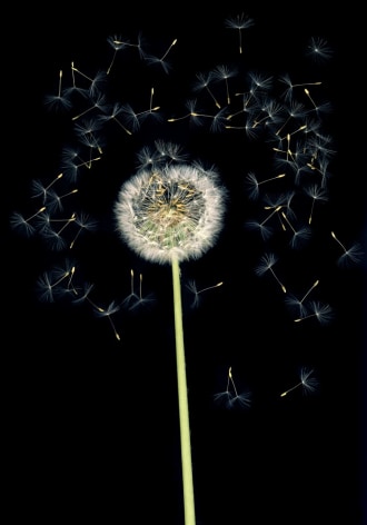 Flowers #6, Untitled (Puste/Dandelion), 2010, 7 x 10 inch archival pigment print