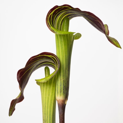 Sharon Core,&nbsp;Jack in the Pulpit, 2022.&nbsp;Archival pigment print, 33 x 33 inches.