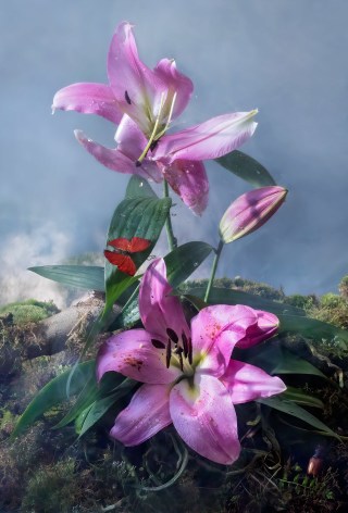 Pink Jungle Lilies with African Blood Ride Gliders&nbsp;(from the&nbsp;Another World&nbsp;series), 2022. Archival pigment print, 47 1/4 x 32 inches.