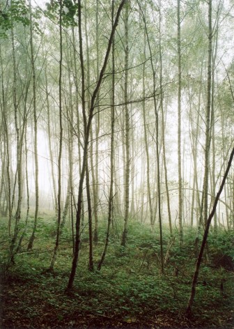 Forest #36, Untitled (Audience),&nbsp;2003, 24 x 20 inch&nbsp;chromogenic print