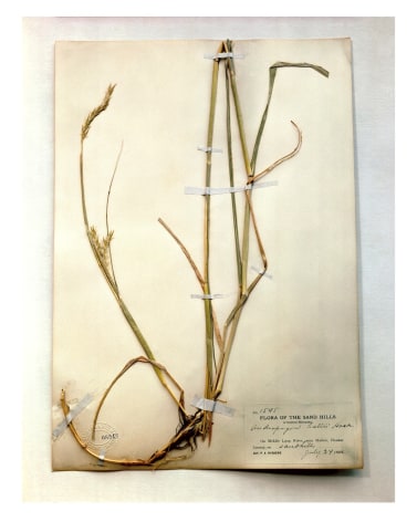Field Museum, Andropogon, 1893, from the series Specimens, 2000,&nbsp;24 x 20 or 34 x 26 inch Iris print
