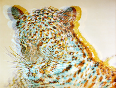 Wildcat,&nbsp;2018. Archival pigment print, 27 x 36 inches.