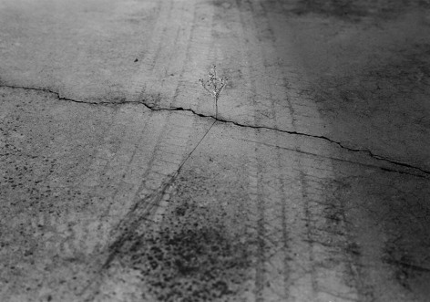 Knoxville, TN (weed in crack)&nbsp;1992&nbsp;Gelatin silver print, please inquire for available sizes&nbsp;