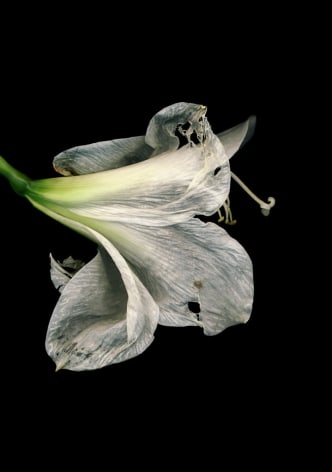 Flowers #3, Untitled (Amarili Old), 2009, 7 x 10 inch archival pigment print
