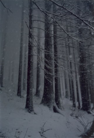 Forest #2, Untitled (Snow Storm),&nbsp;2000, 16 x 12 inch chromogenic print&nbsp;