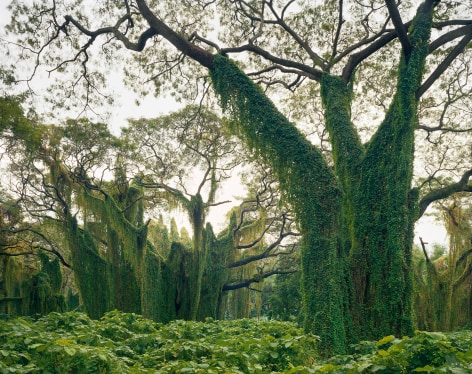 Bosque de Habana, from the series Cuba, 1999. Archival pigment print. Available at 30 x 40 inches, edition of 10, or 40 x 50 inches, edition of 5, or 50 x 60 inches, edition of 3, or 70 x 90 inches, edition of 3.