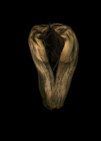 Flowers #7, Untitled (Cocoon), 2011, 7 x 10&nbsp;inch archival pigment print