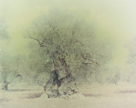 Olive 16, from the series&nbsp;Ghost, 2003, 39 1/2 x 31 1/2 inch archival pigment print