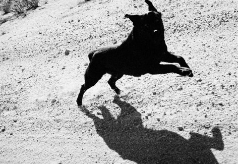 John Divola,&nbsp;D30F22, 1996-1998,&nbsp; from the series Dogs Chasing My Car in the Desert. Gelatin silver print, 24 1/4 x 30 inches.