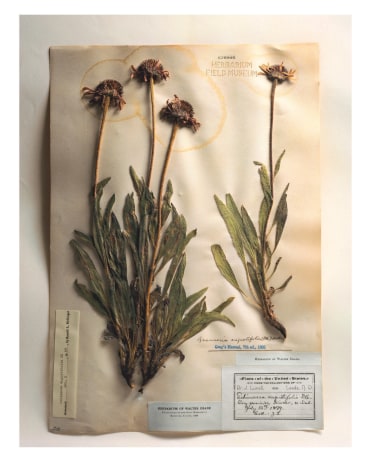 Field Museum, Echinacea, 1899 ,from the series Specimens, 2000,&nbsp;24 x 20 or 34 x 26 inch Iris print