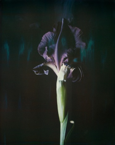 Iris Atropurpurea 06B P,&nbsp;2018. Archival pigment print, 15 3/4 x 12 3/4 inches.