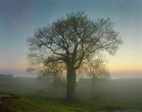 Oak of the Hammerhouse, Sweden, 2006. Archival pigment print. Available at 40 x 30 inches, edition of 10, or 50 x 40 inches, edition of 5, or 60 x 50 inches, edition of 3, or 90 x 70 inches, edition of 3