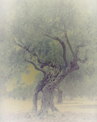 Olive&nbsp;6, from the series&nbsp;Ghost, 2003, 39 1/2 x 31 1/2 inch archival pigment print