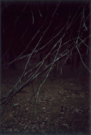 Forest #5, Untitled (Sharp&nbsp;Fingers), 2004, 10 1/2 x 7 inch chromogenic print