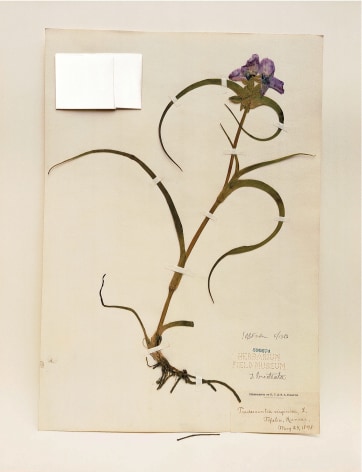Field Museum, Tradescantia, 1898, 2000. Archival pigment print, 24 x 20 inches.