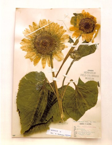 Field Museum, Helianthus, Chicago, 1905, 2000. Archival pigment print, 24 x 20 inches.