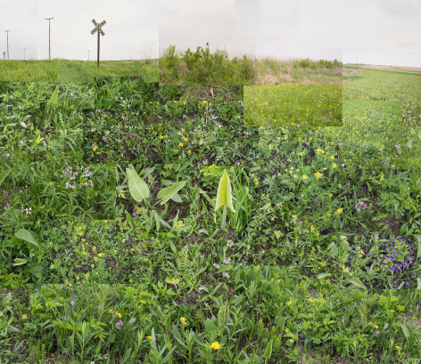 A Small Central Illinois Prairie,&nbsp;May, 2018. Archival pigment, 40 x 50 inches.&nbsp;