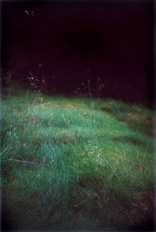 Forest #6, Untitled (Singing Grass), 2004, 10 1/2 x 7 inch chromogenic print