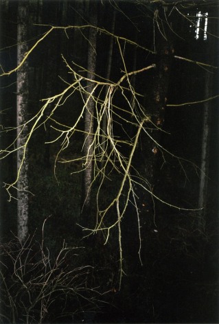 Forest #38, Untitled (Antlers), 2005, 20 x 14 inch chromogenic print