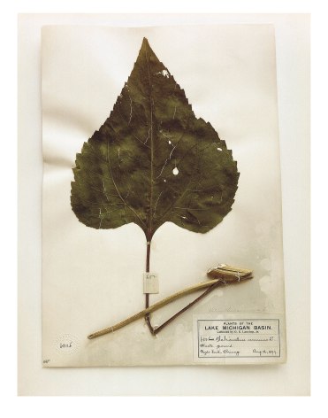 Field Museum, Helianthus, Chicago, 1899 (leaf), from the series Specimens, 2000, 24 x 20&nbsp;or 34 x 26 inch Iris print