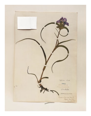 Field Museum, Tradescantia, 1898, from the series Specimens, 2000, 24 x 20 or 34 x 26 inch Iris print