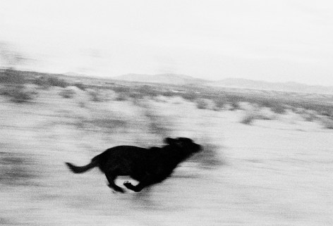 John Divola,&nbsp;D05F23 from the series Dogs Chasing My Car in the Desert, 1996-1998. Gelatin silver print, 20 x 24 inches.