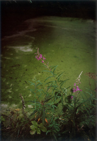 Forest #28, Untitled (Green Mirror), 2004, 20 x 14 inch chromogenic print